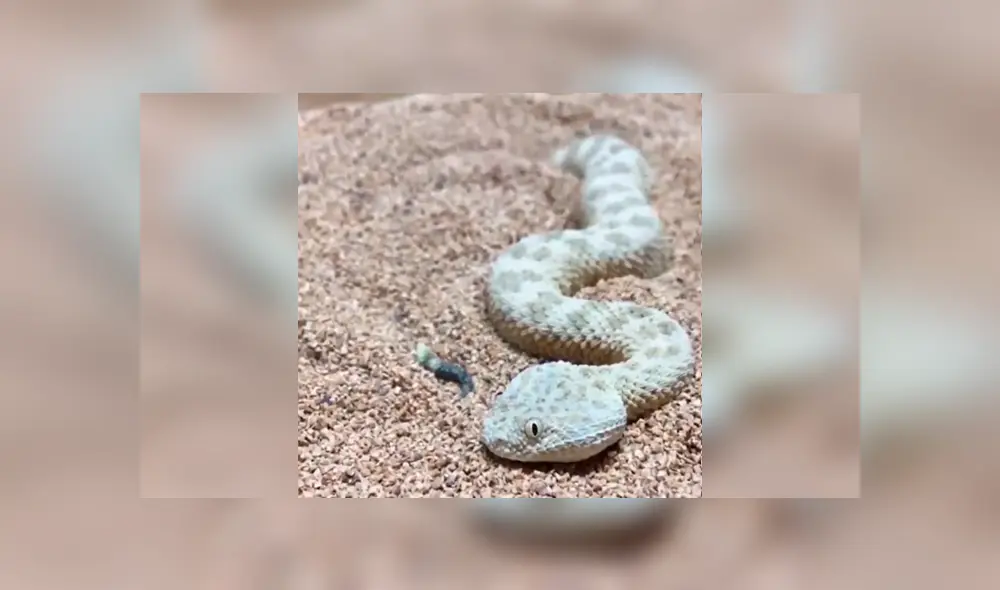 En Facebook, un joven logró captar el preciso instante que una inusual serpiente se oculta al sentir a su presa cerca. En Facebook, un joven logró captar el preciso instante que una inusual serpiente se oculta al sentir a su presa cerca.