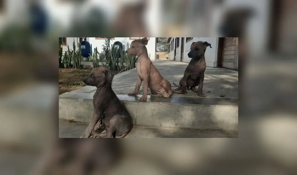 Los tres cachorritos fueron bautizados con nombres de la mitología Mochica. Foto: RPP Noticias