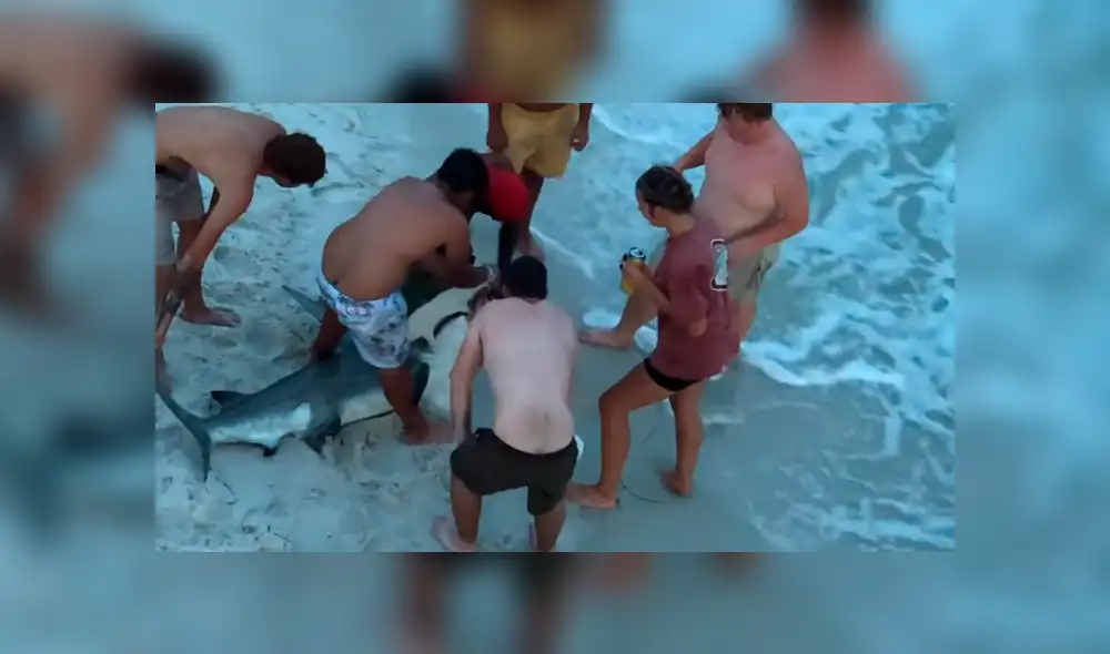 YouTube viral: tiburón martillo fue ayudado por bañistas que lo regresaron al mar [VIDEO]