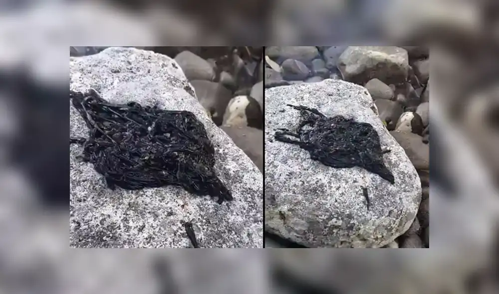 Desliza para ver los detalles de la extraña criatura del video viral de YouTube. Foto: Captura