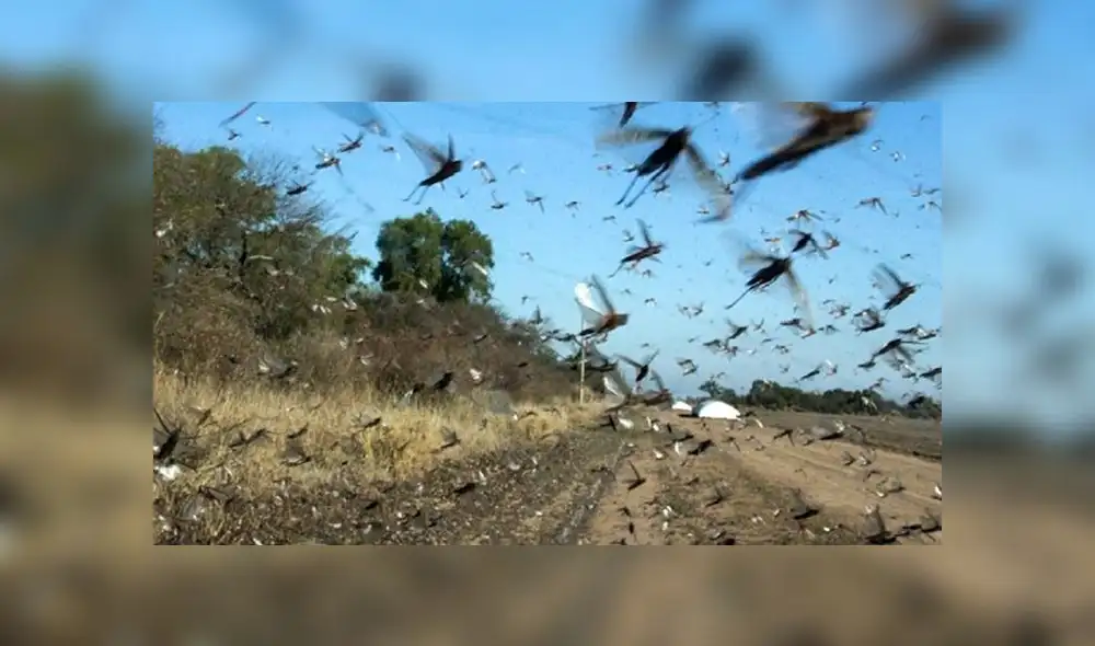 Plaga de langostas. Créditos: Télam Plaga de langostas. Créditos: Télam