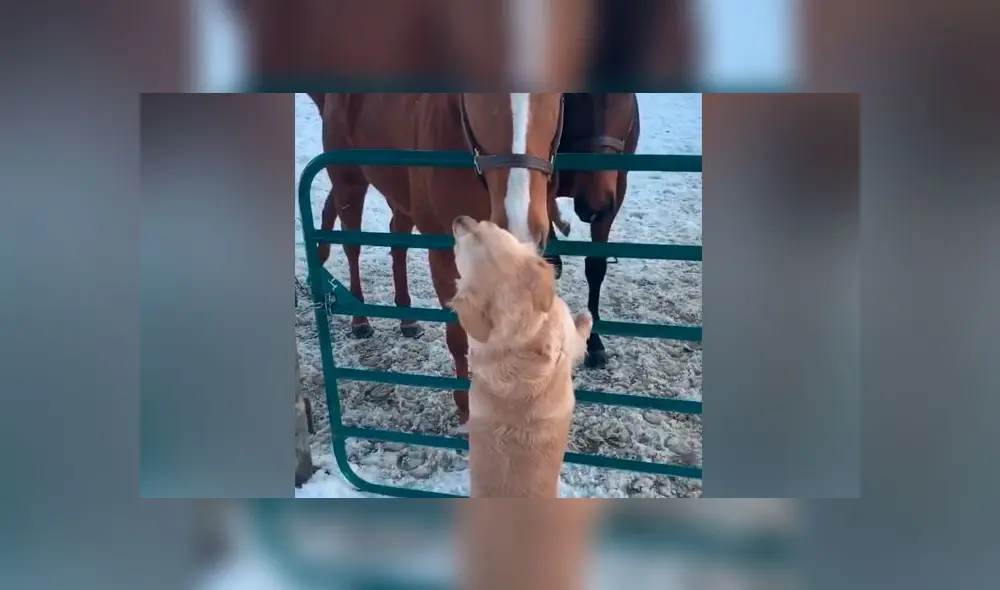 Desliza las imágenes para ver la emotiva escena que protagonizó un perro con sus amigos equinos. Foto: Storyful Rights Management Desliza las imágenes para ver la emotiva escena que protagonizó un perro con sus amigos equinos. Foto: Storyful Rights Management