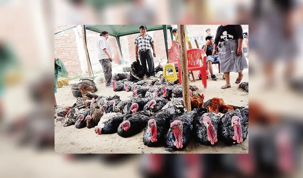 Gobierno prohíbe las ferias avícolas y peleas de gallos tras alerta sanitaria por gripe aviar
