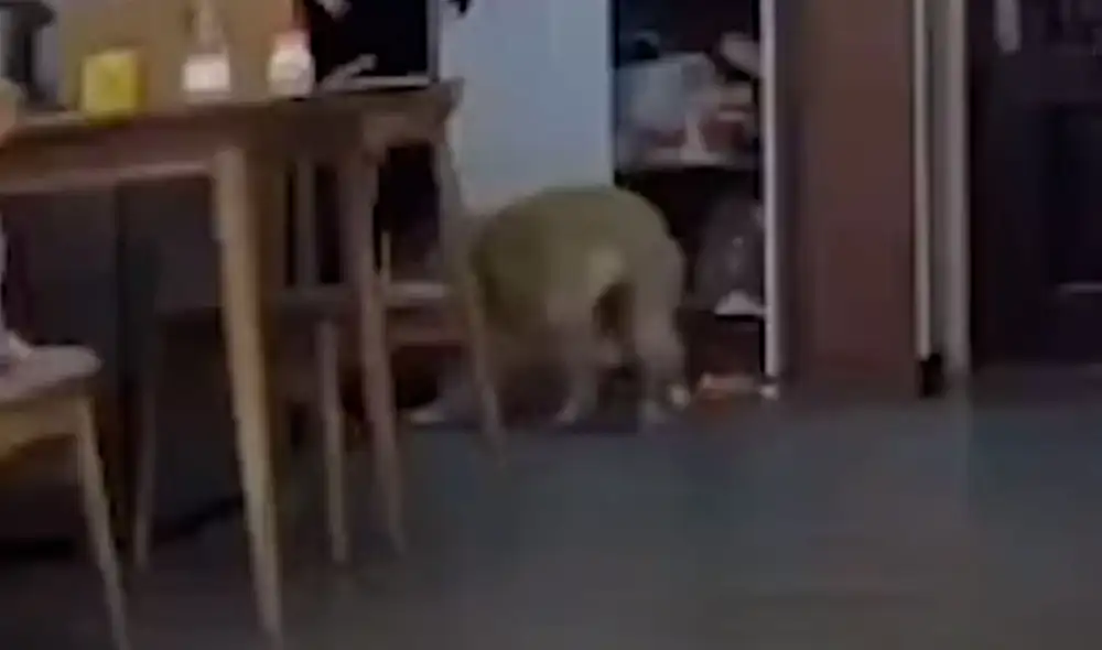 Desliza las imágenes para descubrir el amoroso gesto que tuvo una perrita con sus crías recién nacidas. Foto: captura de YouTube