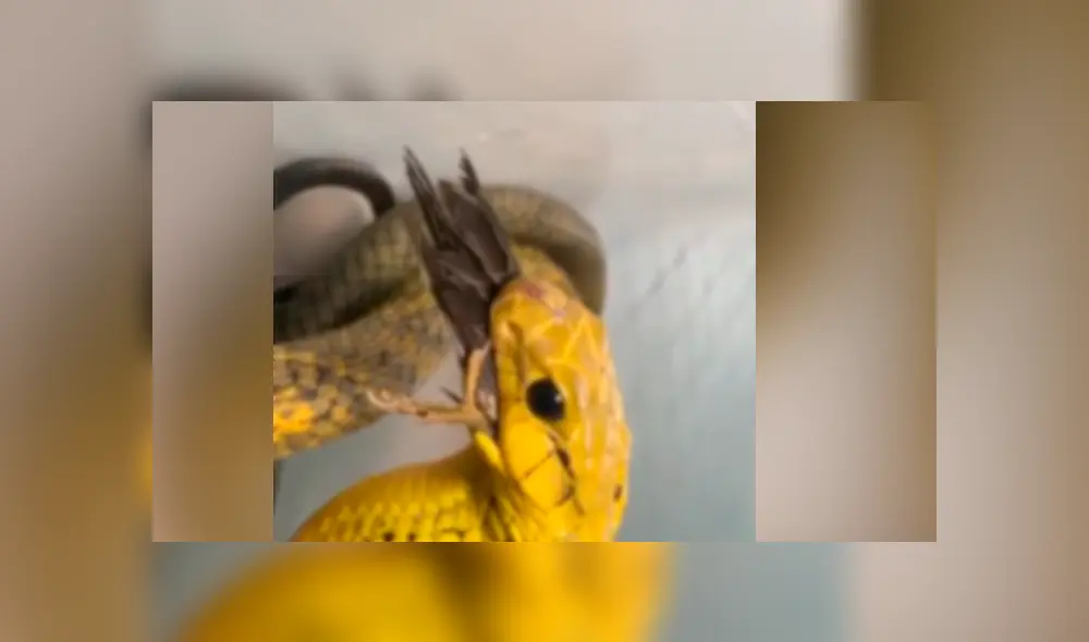 Facebook viral: hambrienta serpiente se topa con pequeña ave y ocurre algo muy impactante Facebook viral: hambrienta serpiente se topa con pequeña ave y ocurre algo muy impactante