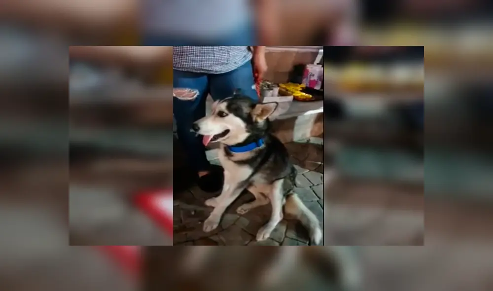 En Facebook, una joven decidió vender varios productos para ayudar a su mascota que tiene bolas en el cuerpo. En Facebook, una joven decidió vender varios productos para ayudar a su mascota que tiene bolas en el cuerpo.