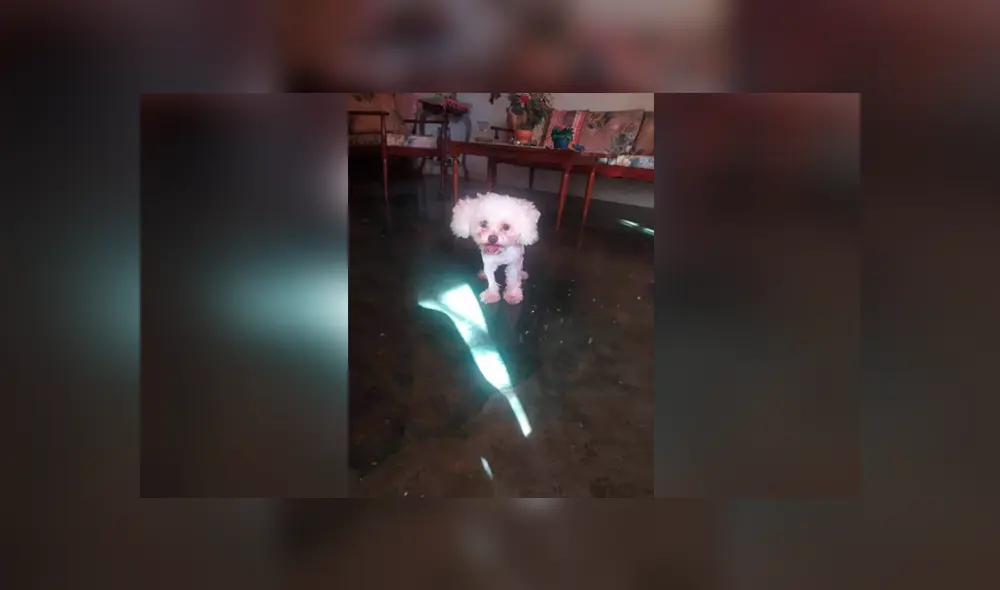 Desliza las imágenes hacia la izquierda para apreciar el inesperado ‘cambio de look’ que sufrieron unos perros. Desliza las imágenes hacia la izquierda para apreciar el inesperado ‘cambio de look’ que sufrieron unos perros.