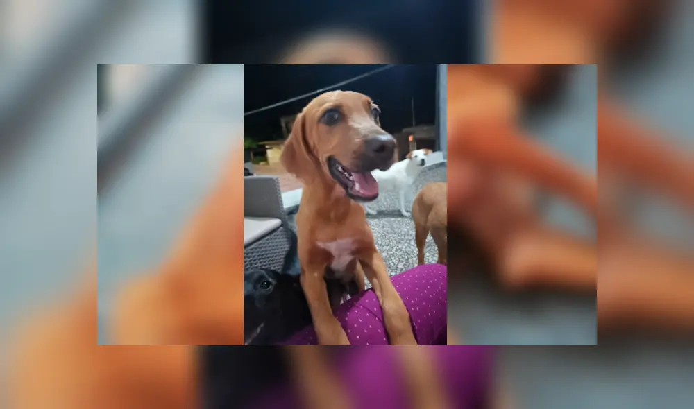 Facebook viral: encuentra perro moribundo en la calle, lo adopta y luego de algunos meses luce así