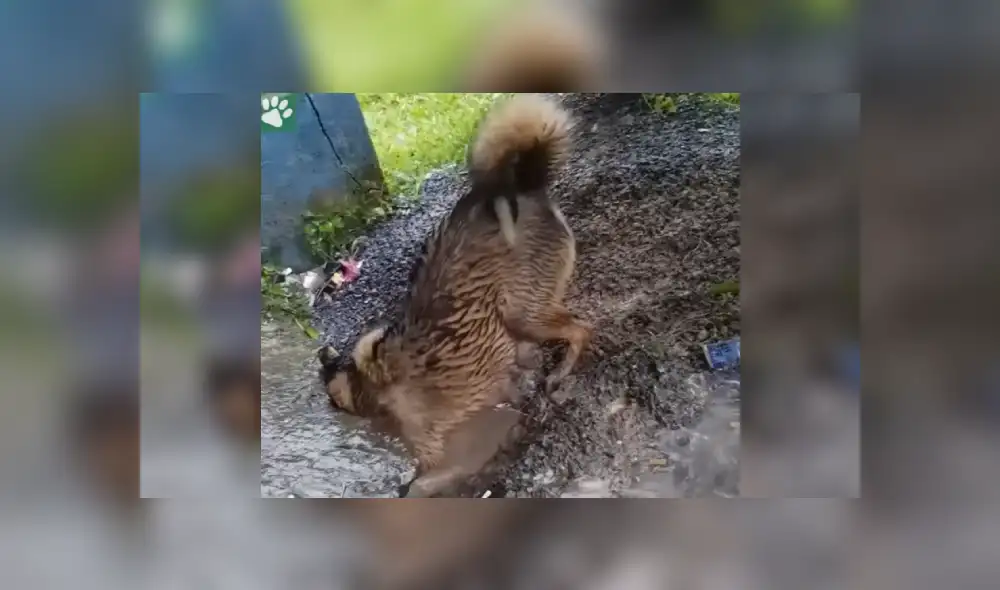 Desliza las imágenes hacia la izquierda para apreciar la valiente acción de una perrita para rescatar a su cría. Foto: Captura.