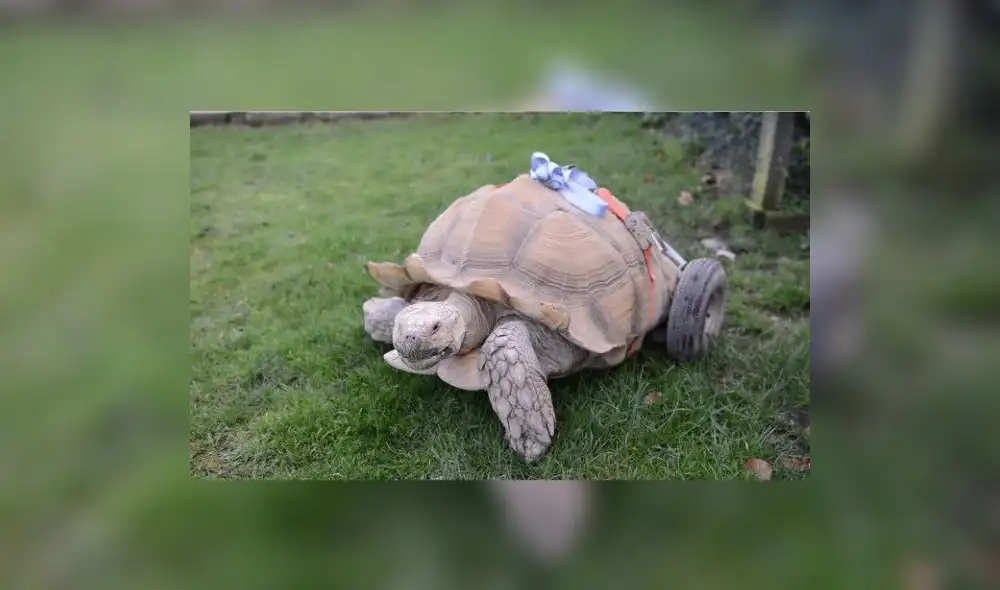 En YouTube, tortuga quedó discapacitada tras dos meses de "desenfreno sexual"| VIDEO