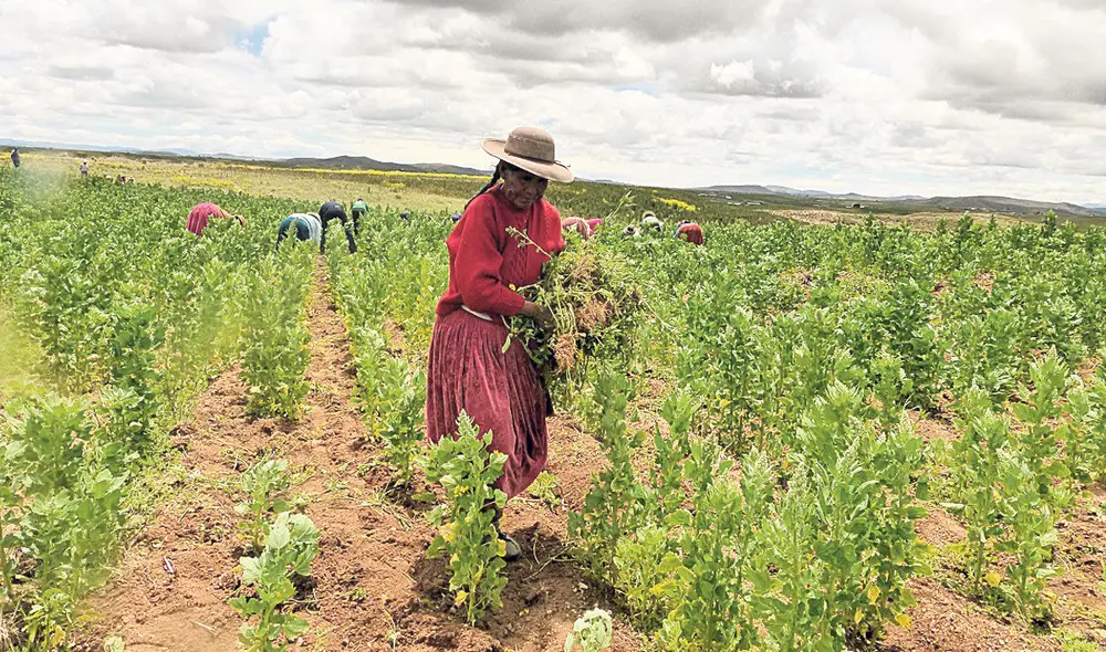 Impacto. Los expertos señalan que moratoria protegerá a 2,2 mllns de productores a nivel nacional y también a consumidores. Foto: Coopain Cabana Impacto. Los expertos señalan que moratoria protegerá a 2,2 mllns de productores a nivel nacional y también a consumidores. Foto: Coopain Cabana