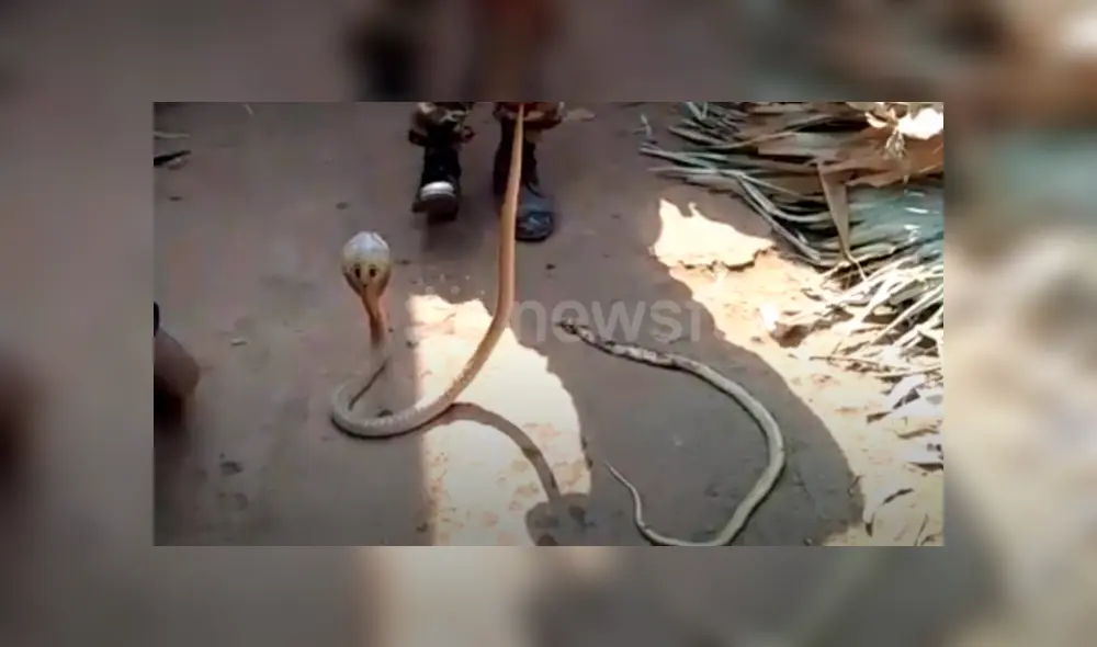 Voraz serpiente engulle a otra y hombre hace lo impensado para impedirlo, pero final es trágico.