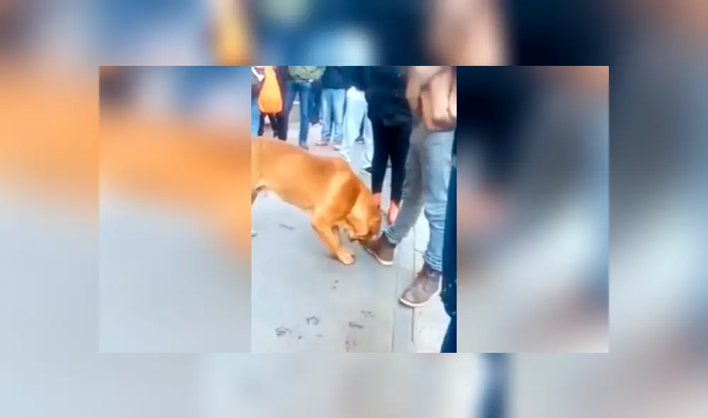 Desliza las imágenes hacia la izquierda para apreciar la emoción de un perro cuando unas personas se unen a su juego. Fotocaptura: Facebook.