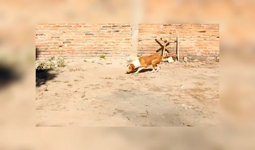 Desliza para ver el desenlace de este video viral publicado en Facebook. Foto: Captura. Desliza para ver el desenlace de este video viral publicado en Facebook. Foto: Captura.