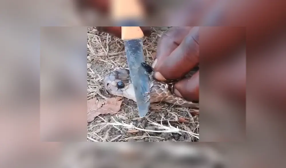YouTube viral: joven le extrae ‘piedra’ a cobra real para crear antídoto contra letal veneno YouTube viral: joven le extrae ‘piedra’ a cobra real para crear antídoto contra letal veneno