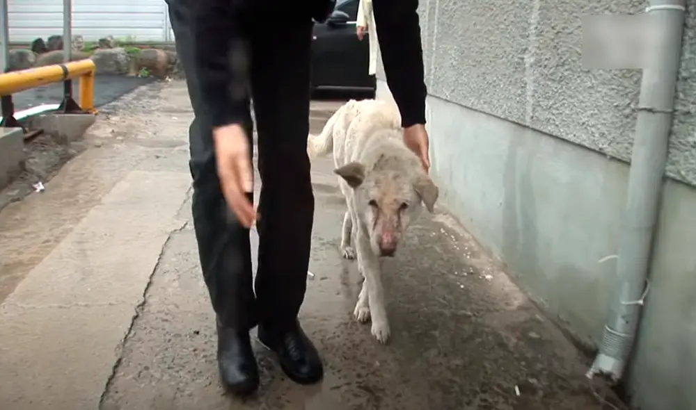 Desliza las imágenes para conocer a Jindol, el perro que no olvida a su fallecida dueña. Foto: captura de YouTube Desliza las imágenes para conocer a Jindol, el perro que no olvida a su fallecida dueña. Foto: captura de YouTube