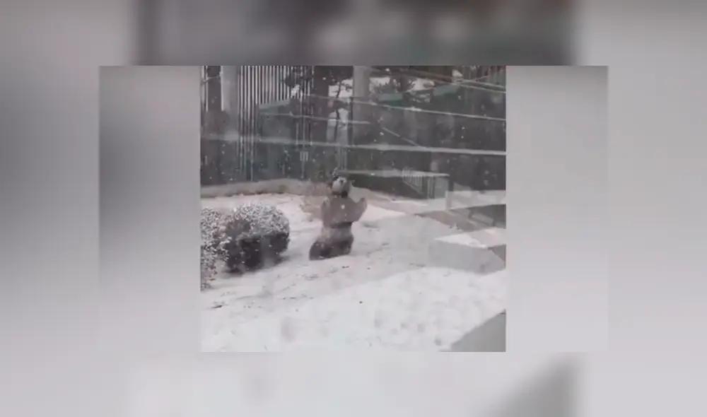 El panda se emocionó al ver la nieve y jugó como todo un bebé sobre el manto blanco. Foto: captura