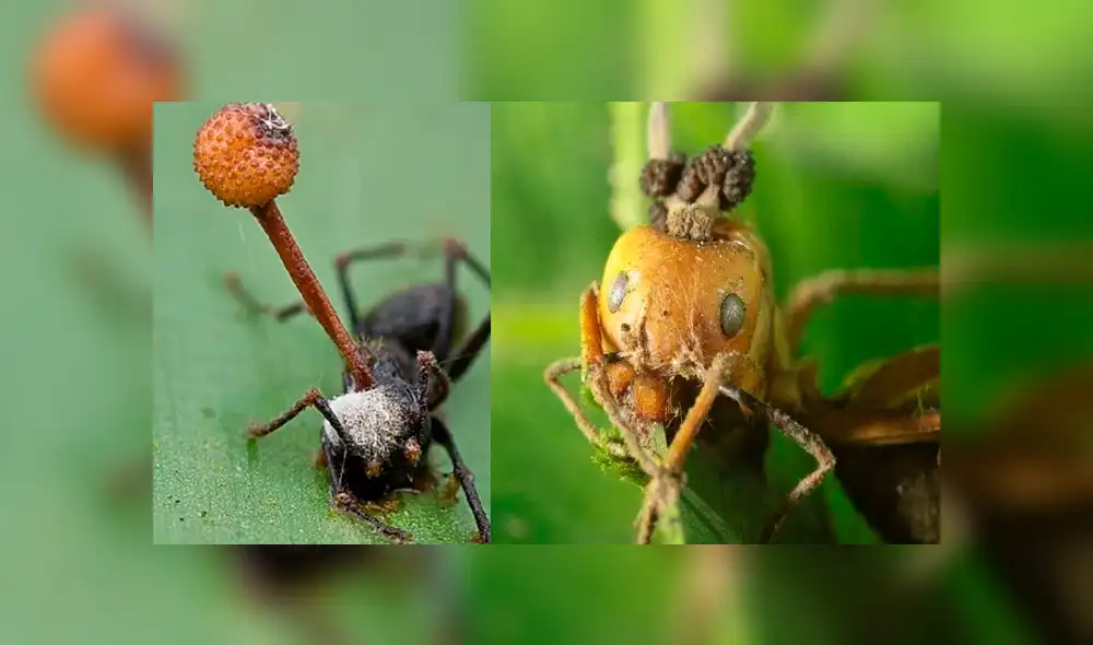 YouTube viral: hongo parásito vuelve 'zombie' a hormiga y todo queda registrado en video