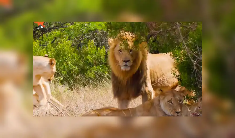 Turista se acerca a enorme león y graba sus enormes colmillos. Turista se acerca a enorme león y graba sus enormes colmillos.