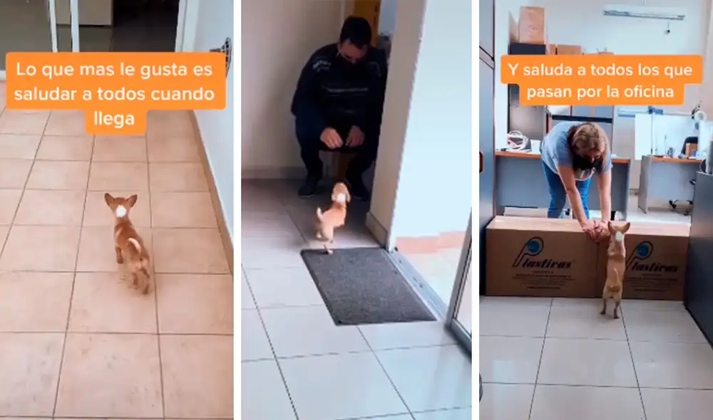 Desliza las imágenes para apreciar la tierna conducta de un perro con los compañeros de trabajo de su dueña. Foto: Captura de Facebook
