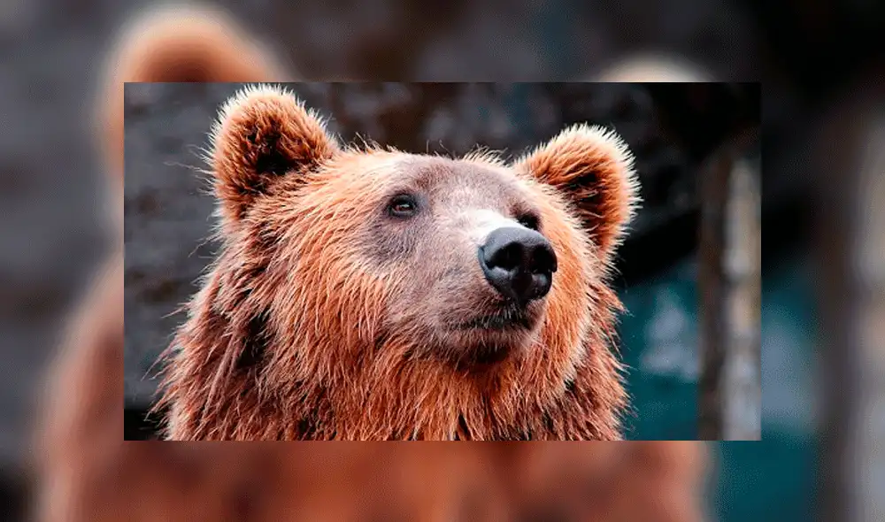 Se han juntado casi 15 000 firmas para salvar al animal. Foto: Pixabay. Se han juntado casi 15 000 firmas para salvar al animal. Foto: Pixabay.