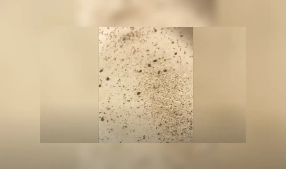 Desliza hacia la izquierda para ver las imágenes del viral de YouTube. Foto: Captura. Desliza hacia la izquierda para ver las imágenes del viral de YouTube. Foto: Captura.