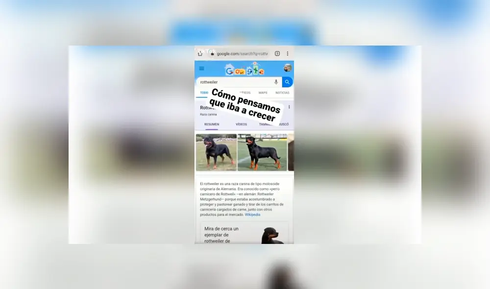 Desliza las imágenes para conocer la verdadera raza de un perro que supuestamente era un rottweiler. Desliza las imágenes para conocer la verdadera raza de un perro que supuestamente era un rottweiler.