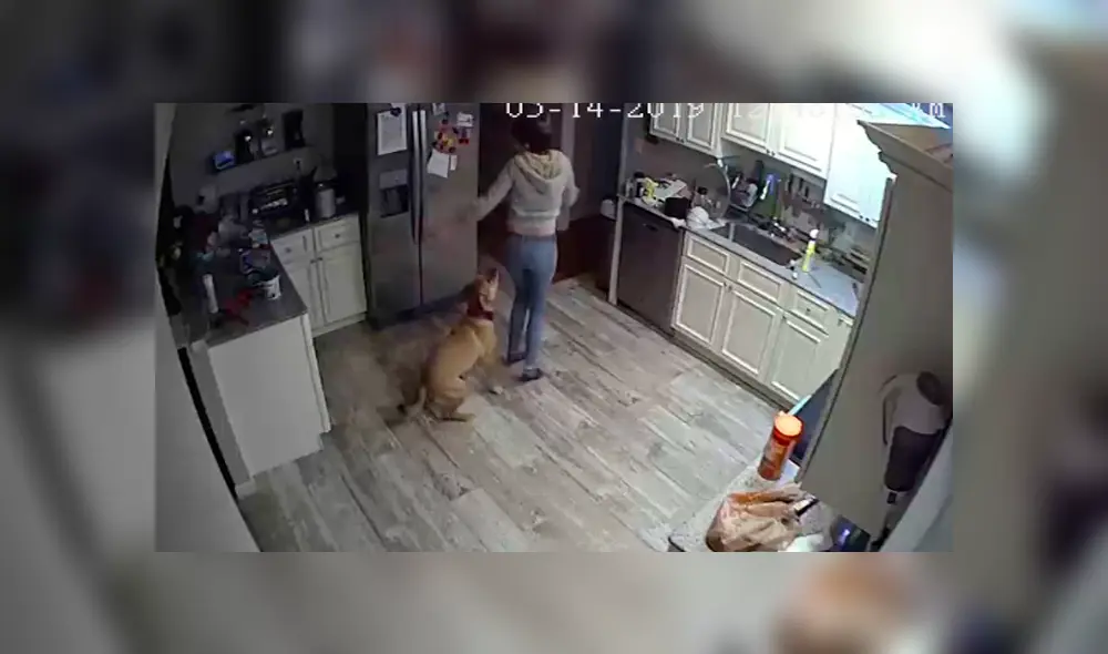 Video es viral en Facebook. El joven jamás imaginó que descubriría el secreto mejor guardado de su novia y perro, luego de revisar los videos de vigilancia. Video es viral en Facebook. El joven jamás imaginó que descubriría el secreto mejor guardado de su novia y perro, luego de revisar los videos de vigilancia.