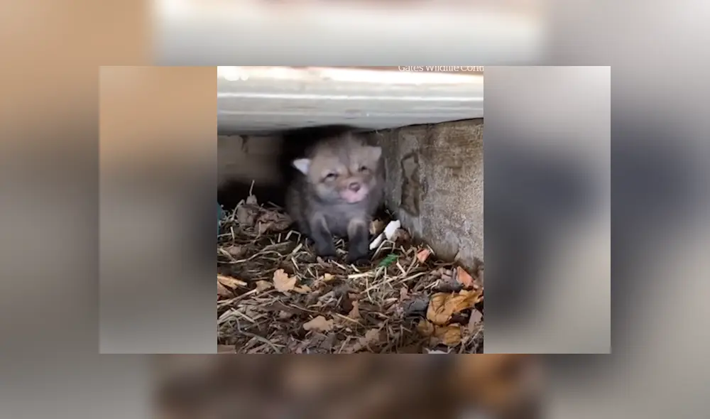 Un hombre rescató a siete zorros bebés que habían sido abandonados. Foto: Facebook. Un hombre rescató a siete zorros bebés que habían sido abandonados. Foto: Facebook.