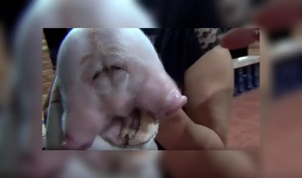 Si quieres ver cómo luce el cerco con dos cabezas que es viral en YouTube, revisa la notagalería deslizando cada imagen hacia la izquierda. Si quieres ver cómo luce el cerco con dos cabezas que es viral en YouTube, revisa la notagalería deslizando cada imagen hacia la izquierda.