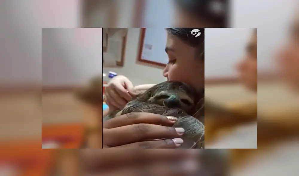 Desliza las imágenes hacia la izquierda para apreciar el conmovedor abrazo que brindó un oso perezoso a una mujer.