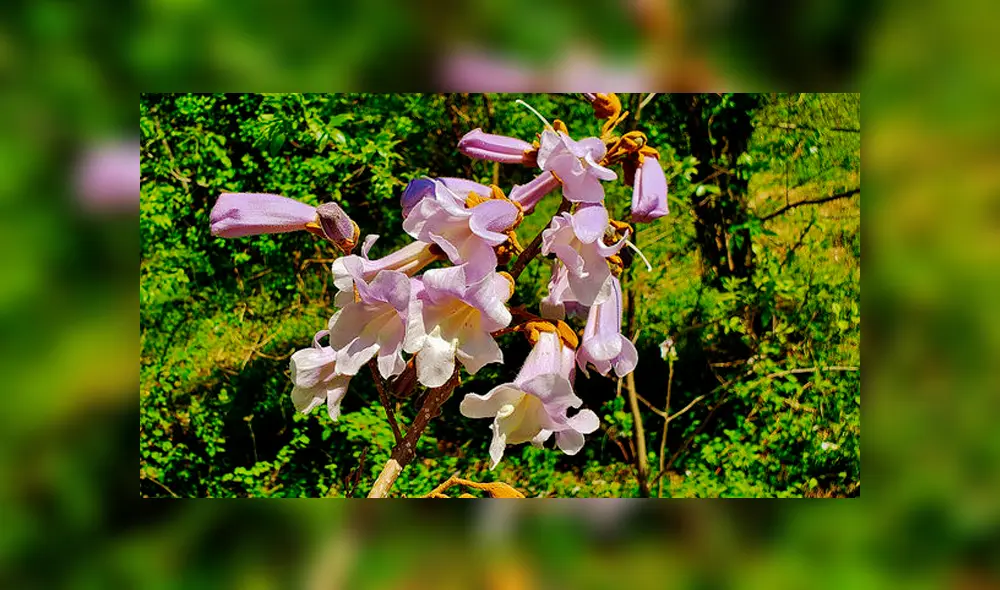 El kiri es además muy estético a la vista. El kiri es además muy estético a la vista.