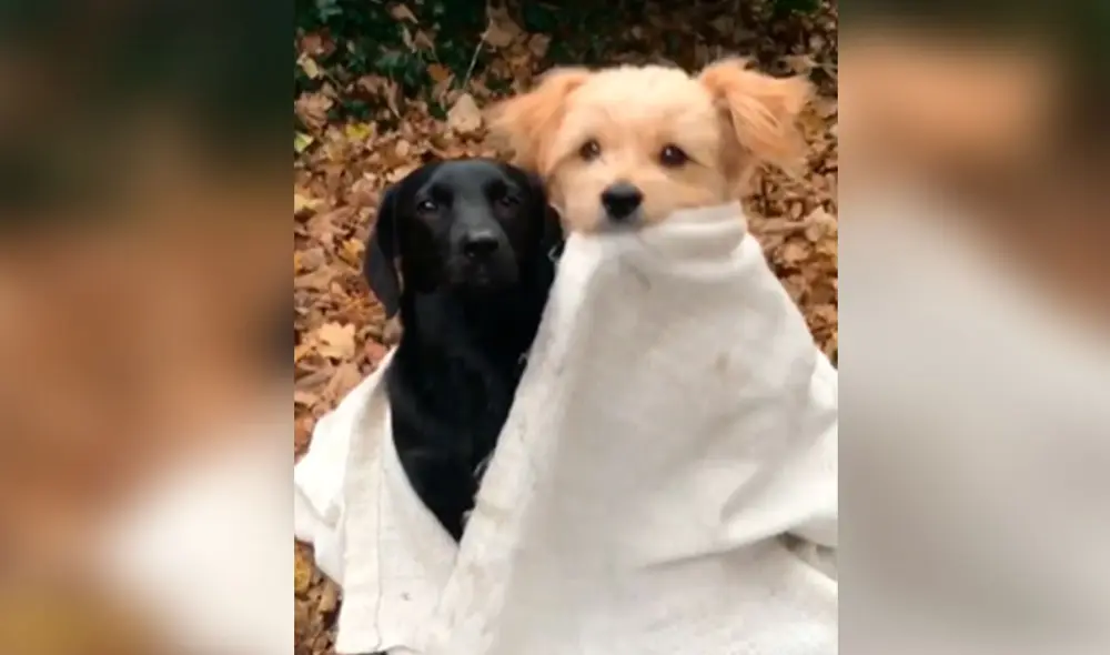 Desliza las imágenes para ver la amorosa escena que protagonizaron dos perros al demostrar su cariño. Foto: captura de Facebook