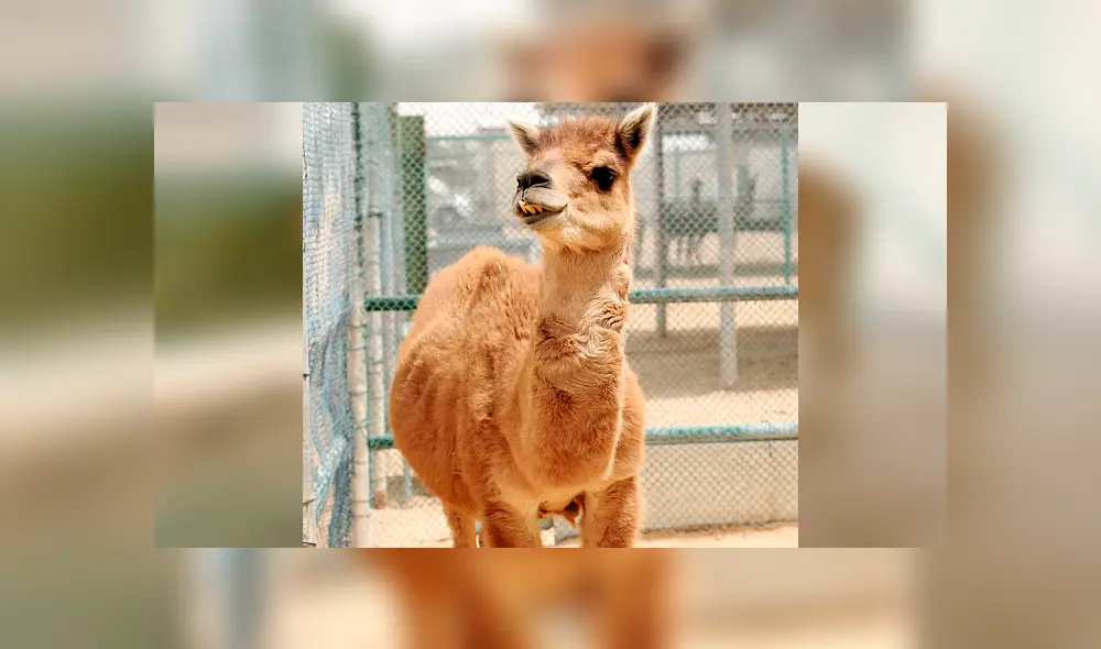 Desliza para ver el aspecto del 'Cama' que enamoró a miles en YouTube. Foto: Captura. Desliza para ver el aspecto del 'Cama' que enamoró a miles en YouTube. Foto: Captura.