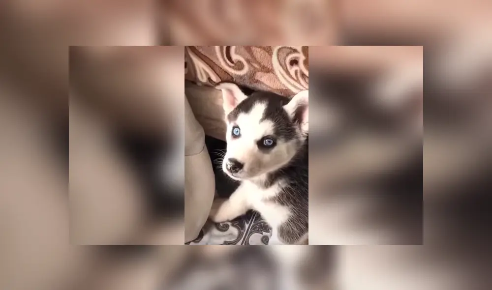 Desliza las imágenes para conocer los tiernos momentos que grabó un joven de su adorada mascota.