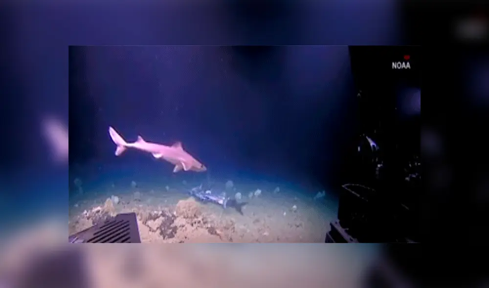 Pez devora por completo a un tiburón y las imágenes causan furor en redes [VIDEO]