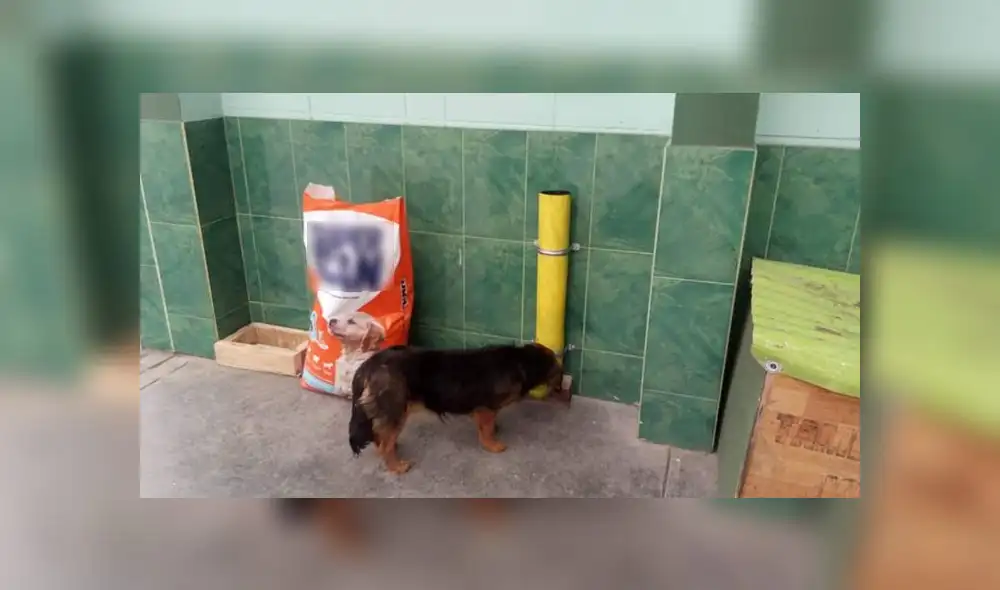 Pedro Delgado Gozar se ha convertido en el principal difusor de la Ley de Protección y Bienestar Animal. Pedro Delgado Gozar se ha convertido en el principal difusor de la Ley de Protección y Bienestar Animal.