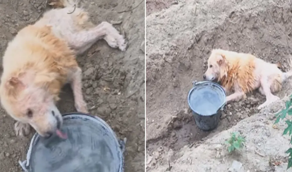 Desliza las imágenes para ver más sobre esta conmovedora historia. Foto: captura de Facebook