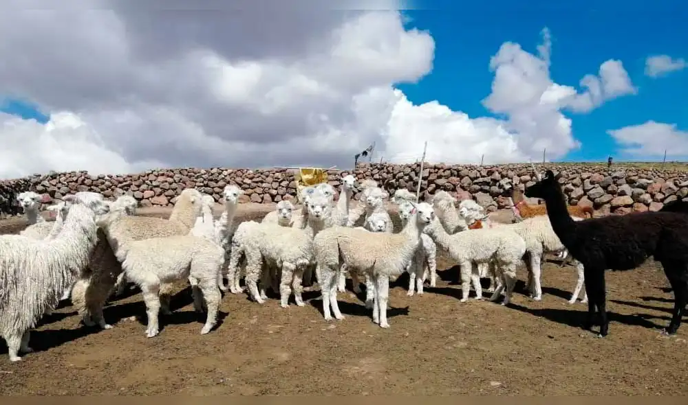 Ganado es afectado por bajas temperaturas en la región altiplánica.