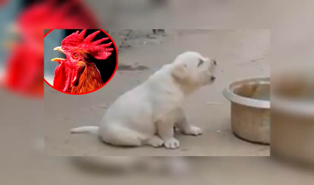 YouTube viral: perro aprende a cacarear como gallinas tras pasar semanas a su lado [VIDEO]