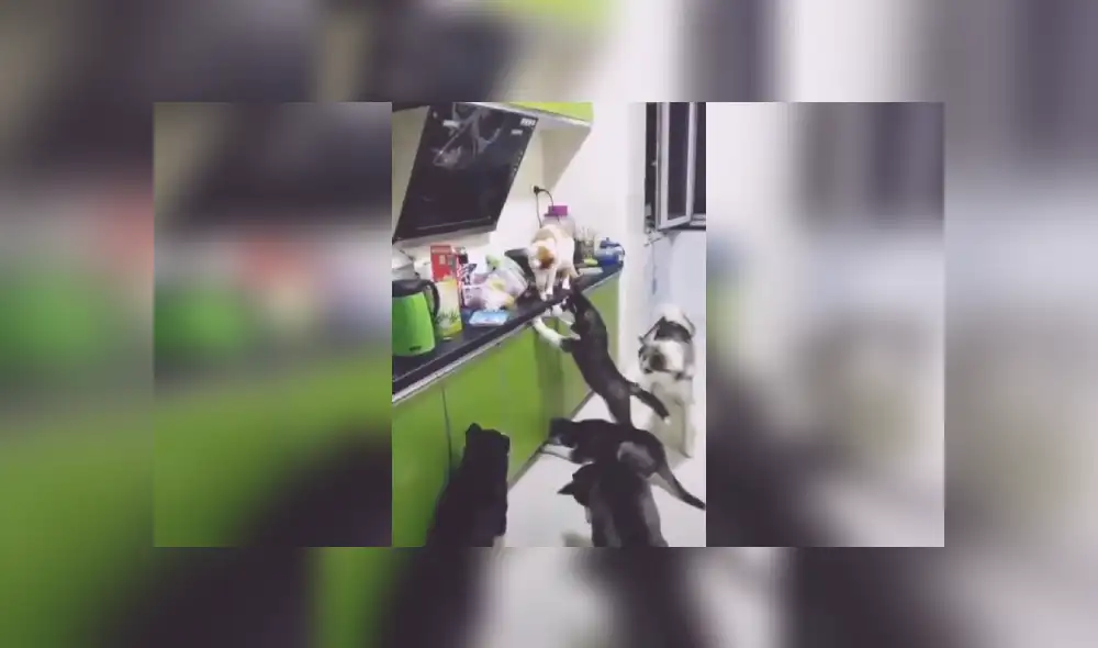 Desliza las imágenes para conocer más sobre esta travesura que se hizo viral en Facebook.