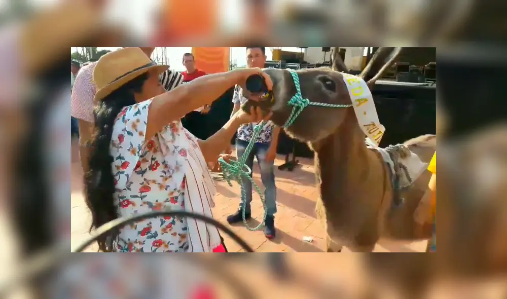 Indignante: pobladores obligan a burro a beber cerveza por la nariz [VIDEO]  