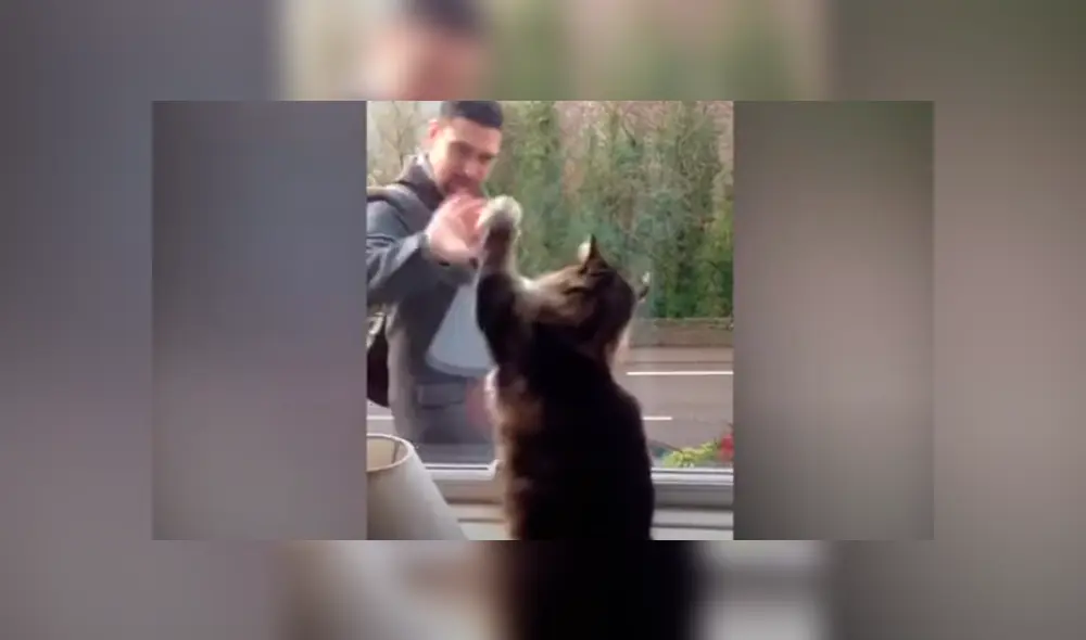 Desliza las imágenes para apreciar el amoroso comportamiento de un gato al notar la presencia de las personas. Foto: Caters Clips. Desliza las imágenes para apreciar el amoroso comportamiento de un gato al notar la presencia de las personas. Foto: Caters Clips.