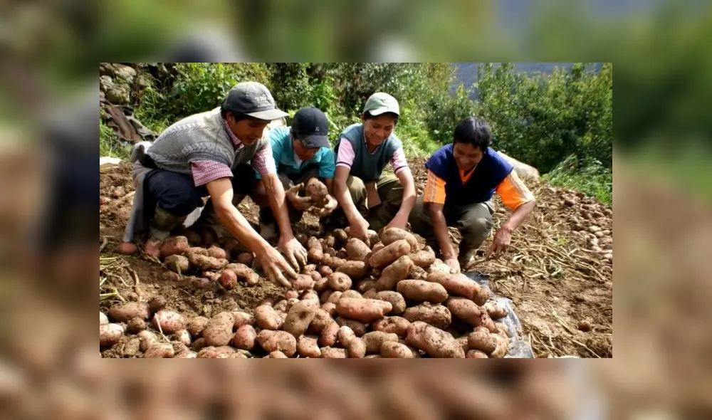 Bono rural agrario de 760 soles Perú 2020 Bono rural agrario de 760 soles Perú 2020