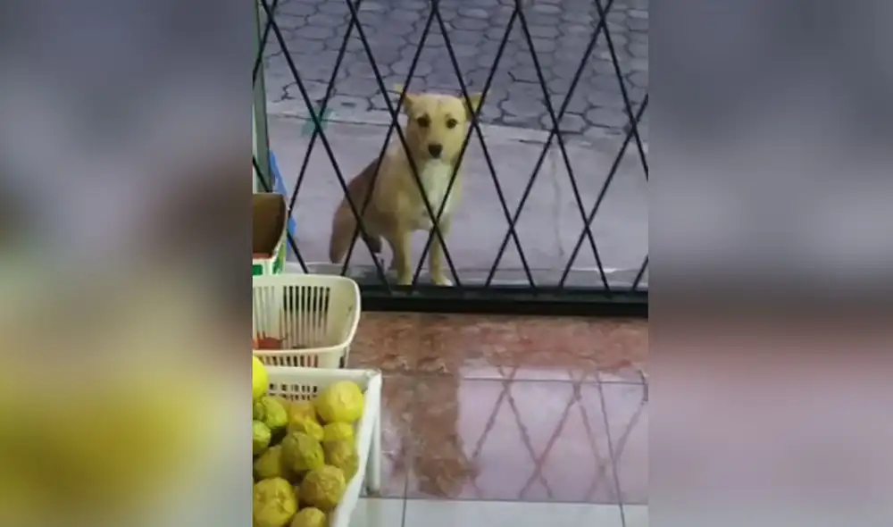 El hambriento can esperó a que la bodega abra para que su dueño le invite un poco de comida. Foto: captura de TikTok