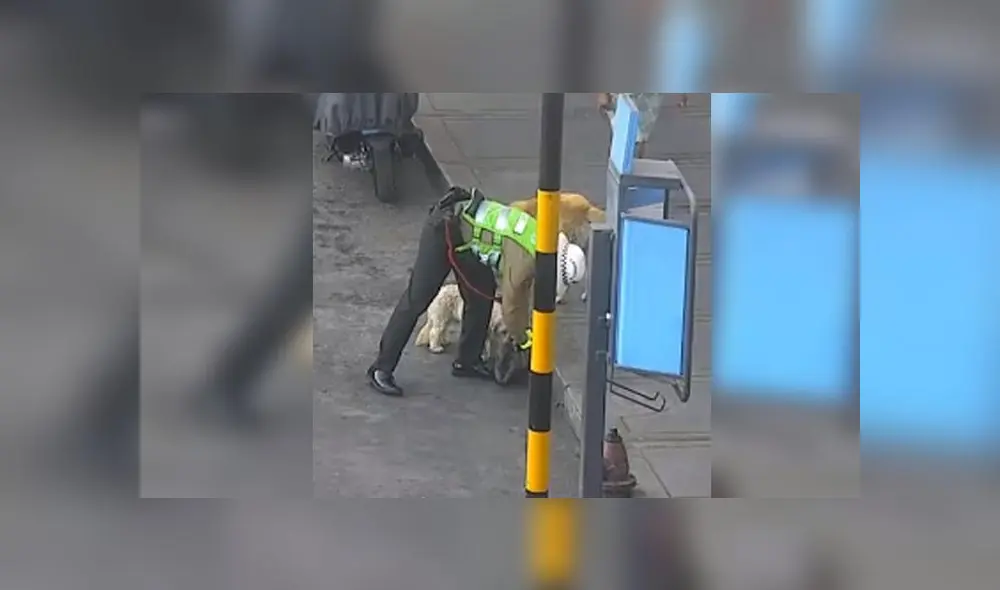 PNP-Perritos PNP-Perritos