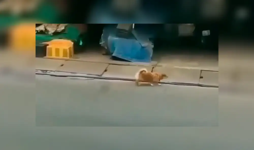 Facebook viral: Chico se conmueve de perro callejero, le invita comida y ocurre lo inesperado