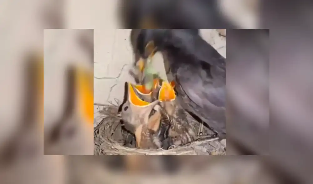 YouTube viral: Mamá pájaro le da cruel lección a su polluelo más 'hambriento' [VIDEO]