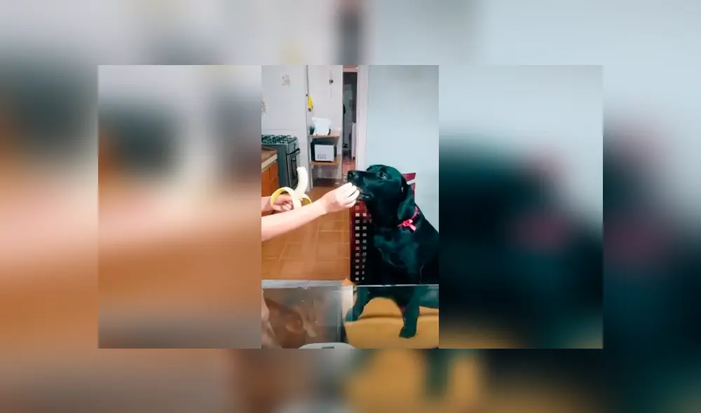 Desliza las imágenes para observar el furioso comportamiento de un perro cuando su dueña no le hace caso.
