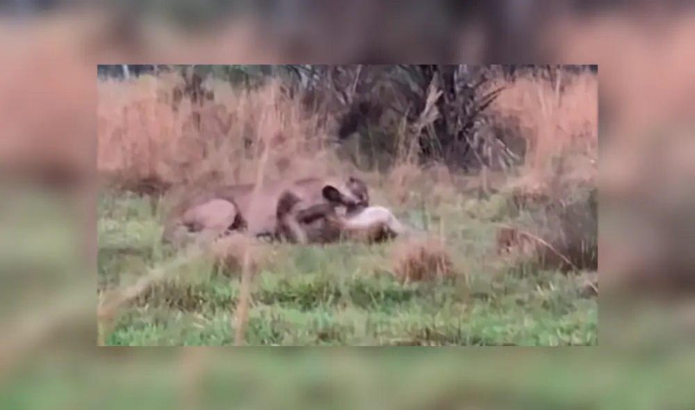 Desliza la imagen de YouTube para verlas todas.